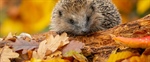 Autumn watch: how to help our hibernating animal friends
